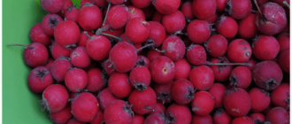 ягоды боярышника