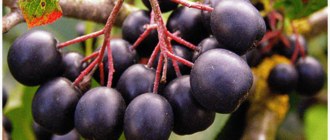 ягоды черноплодной рябины