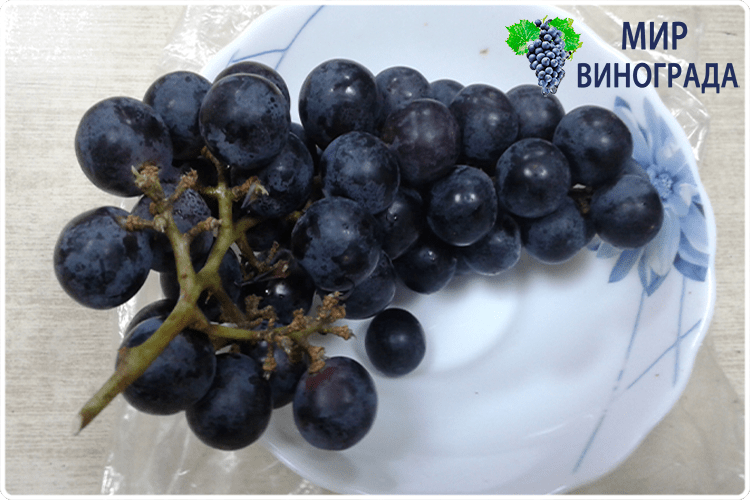 мой виноград