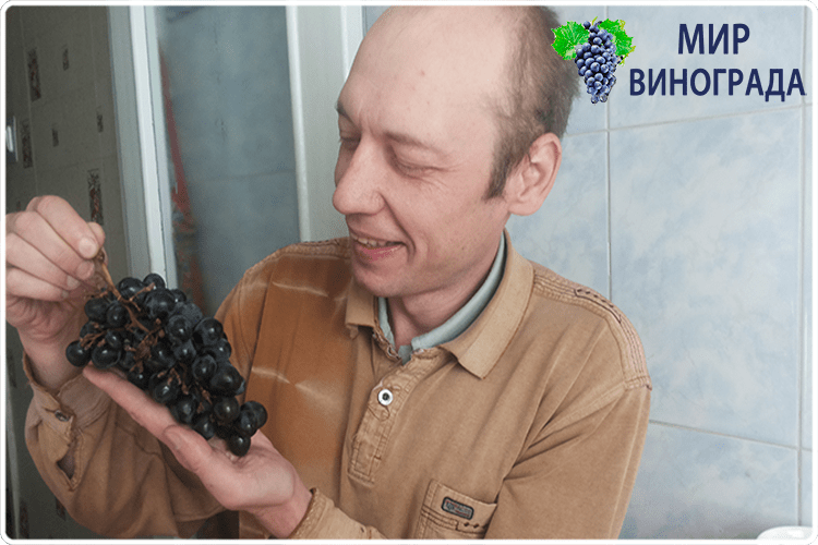олег буянов ягоды винограда