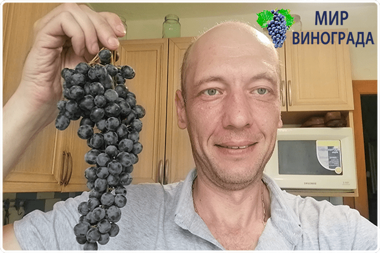 олег буянов виноград